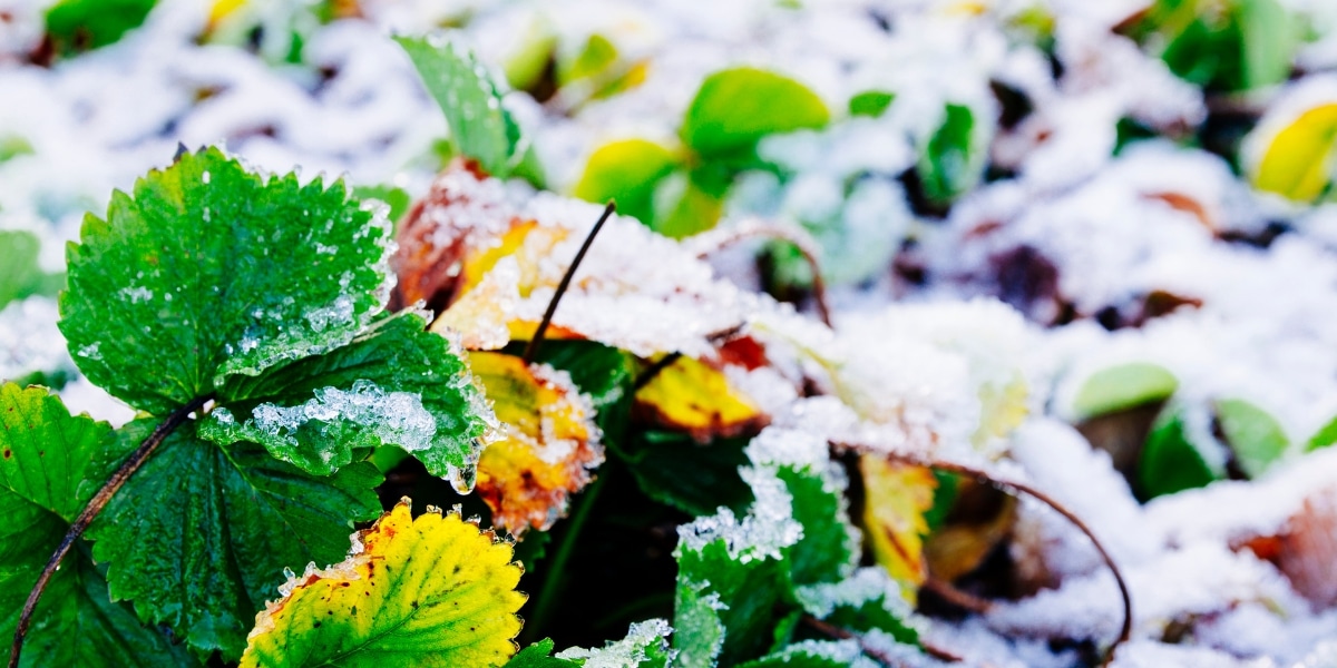 How to protect your plants in winter: practical advice