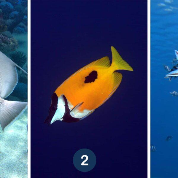 Test de personnalité : Plongez dans les profondeurs de votre âme en choisissant votre poisson favori parmi ces 3 espèces marines ! Découvrez comment libérer votre poisson intérieur !