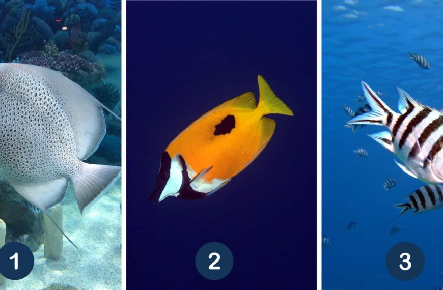 Test de personnalité : Plongez dans les profondeurs de votre âme en choisissant votre poisson favori parmi ces 3 espèces marines ! Découvrez comment libérer votre poisson intérieur !