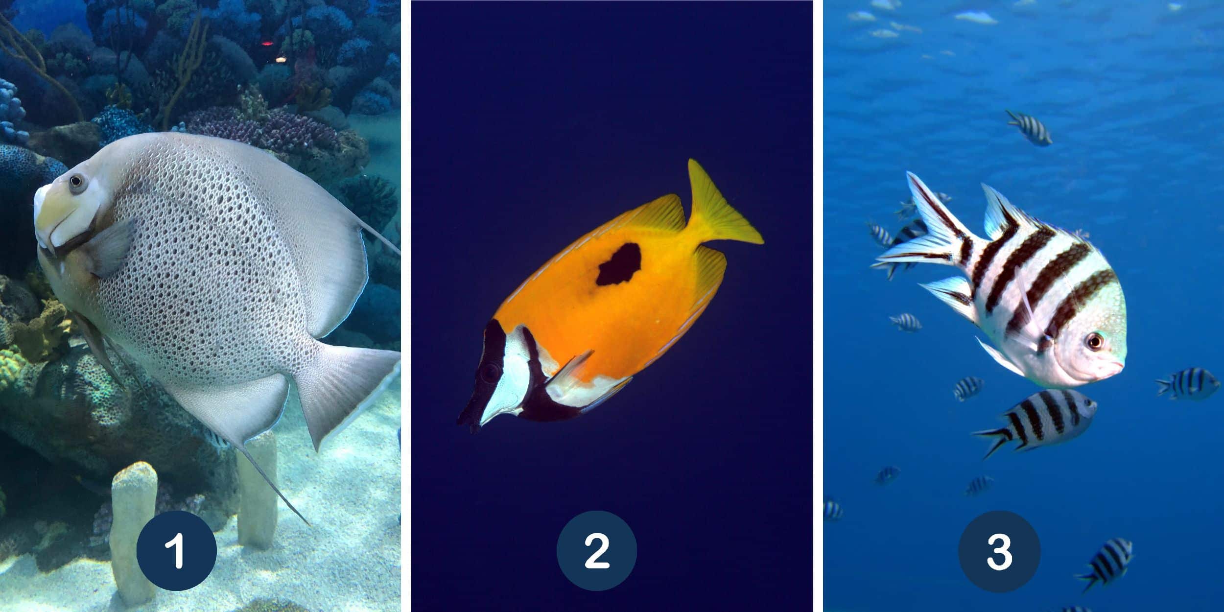 Test de personnalité : Plongez dans les profondeurs de votre âme en choisissant votre poisson favori parmi ces 3 espèces marines ! Découvrez comment libérer votre poisson intérieur !