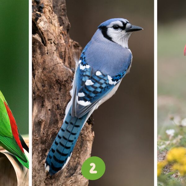Test de personnalité : Envolez-vous vers la découverte de soi ! Choisissez parmi ces 3 oiseaux et révélez vos traits dominants.