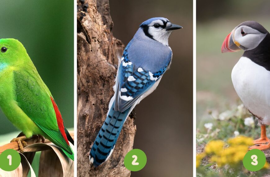 Test de personnalité : Envolez-vous vers la découverte de soi ! Choisissez parmi ces 3 oiseaux et révélez vos traits dominants.