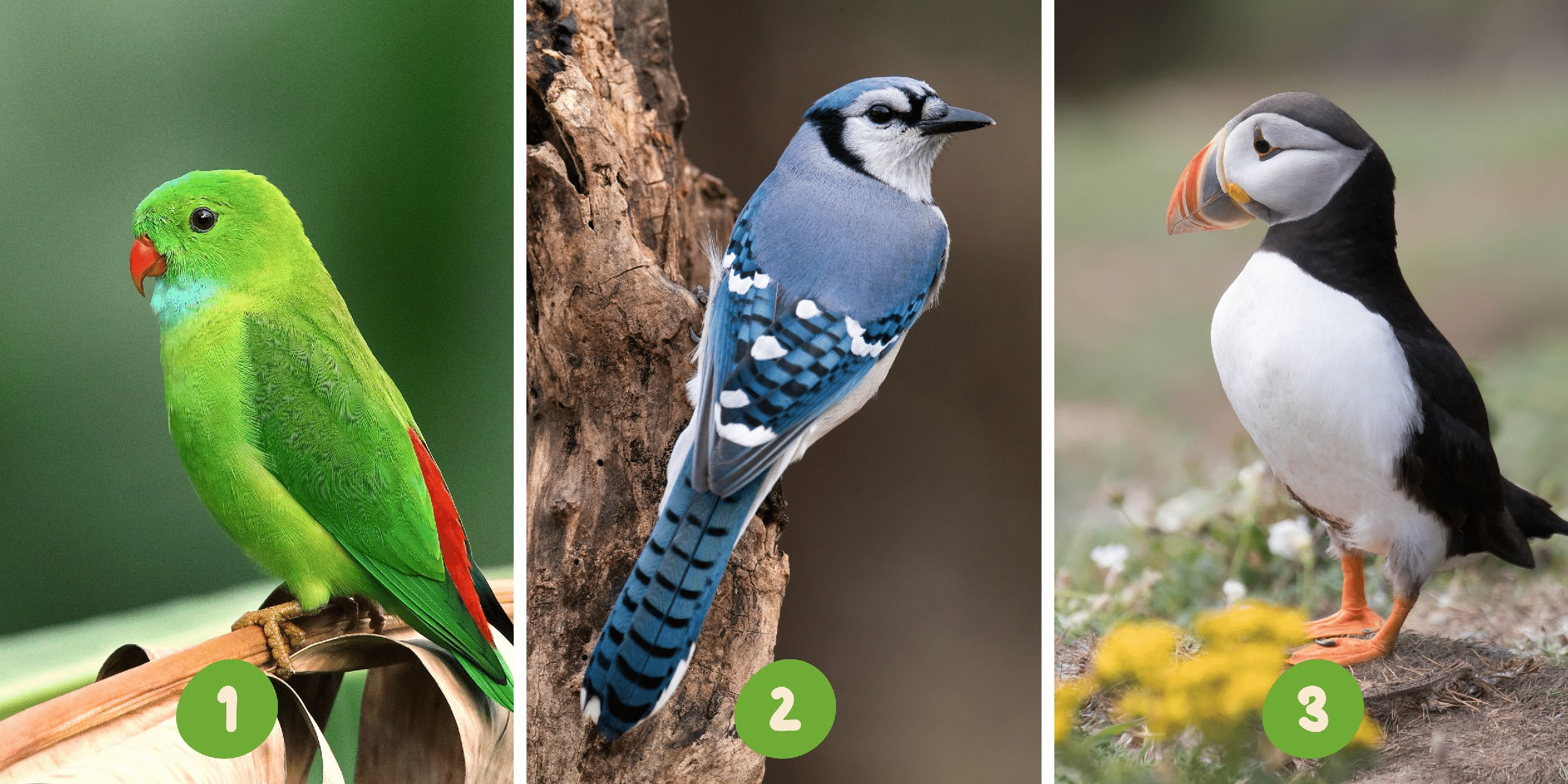 Personality test: Take to the skies of self-discovery! Choose from these 3 birds and reveal your dominant traits.