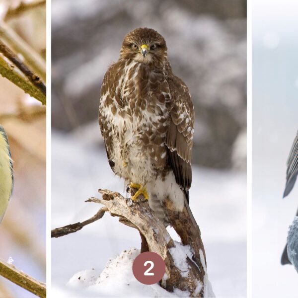 Test de personnalité : Quel est votre oiseau guide intérieur ? Choisissez parmi ces 3 oiseaux et révélez votre approche secrète face aux attentes des autres !