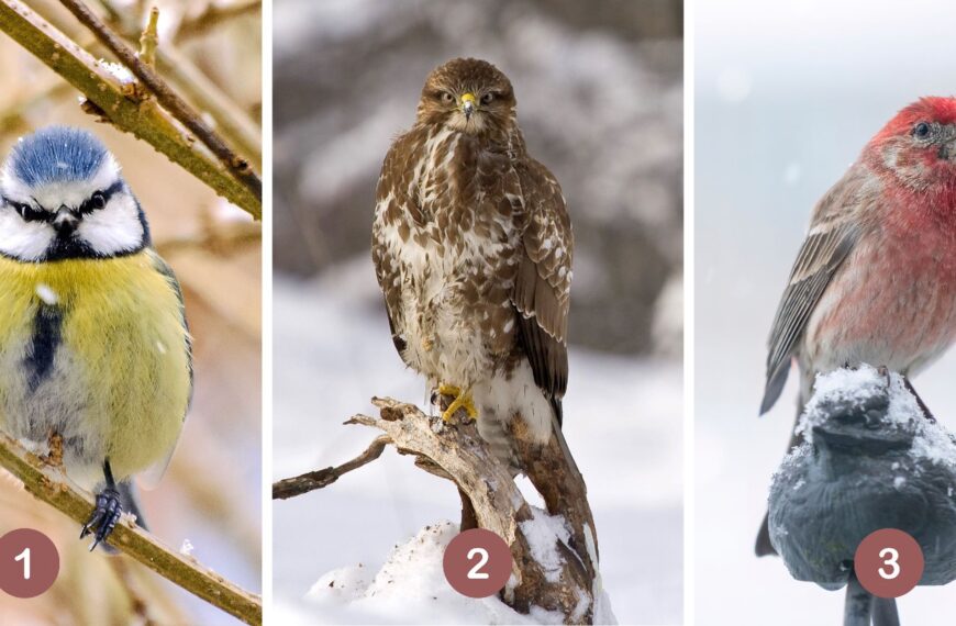 Test de personnalité : Quel est votre oiseau guide intérieur ? Choisissez parmi ces 3 oiseaux et révélez votre approche secrète face aux attentes des autres !