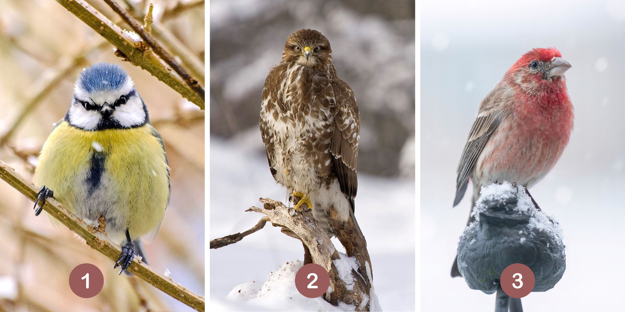 Test de personnalité : Quel est votre oiseau guide intérieur ? Choisissez parmi ces 3 oiseaux et révélez votre approche secrète face aux attentes des autres !