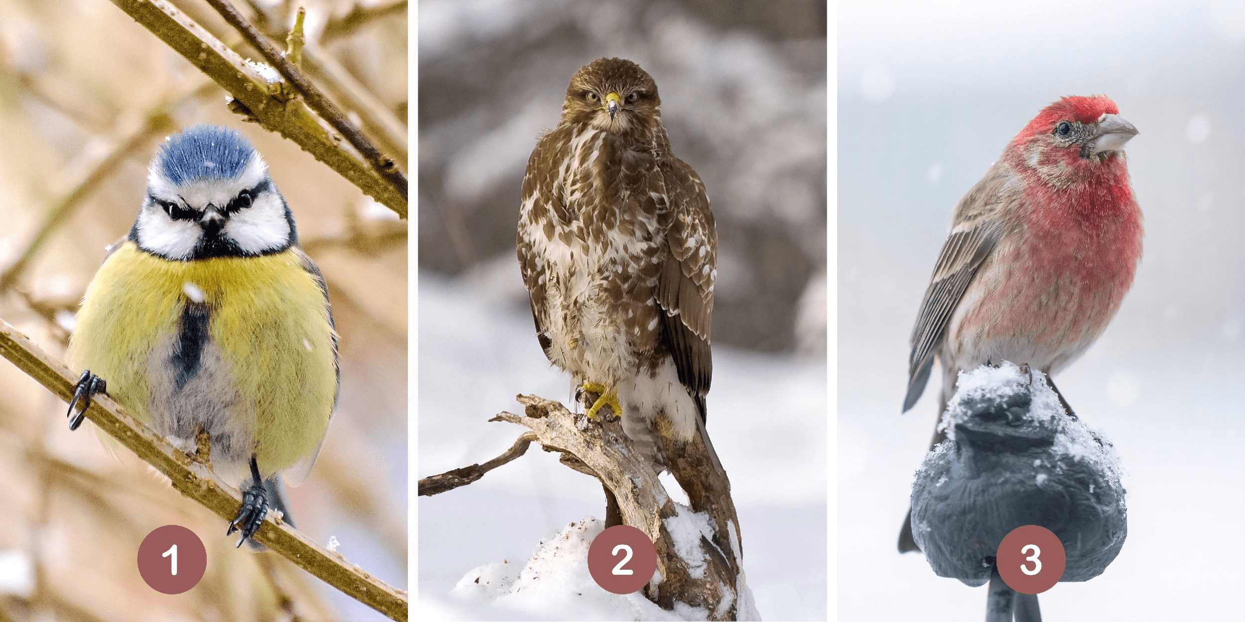 Personality test: What is your inner guide bird? Choose from these 3 birds and reveal your secret approach to others' expectations!