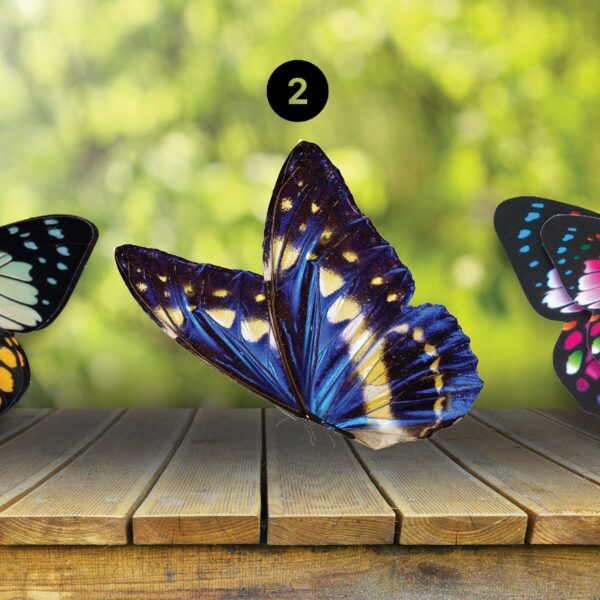 Test de personnalité : Quel papillon vous attire le plus ? Découvrez si vous êtes un rêveur, un réaliste ou un analyste avec notre test captivant !