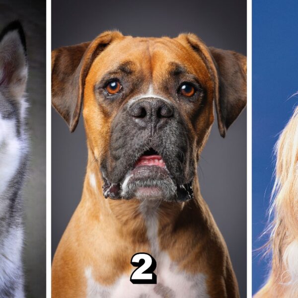 Test de personnalité : Quel chien êtes-vous en conversation ? Choisissez parmi ces 3 toutous et révélez votre style de communication unique !