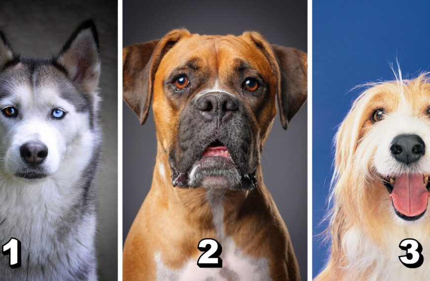 Test de personnalité : Quel chien êtes-vous en conversation ? Choisissez parmi ces 3 toutous et révélez votre style de communication unique !