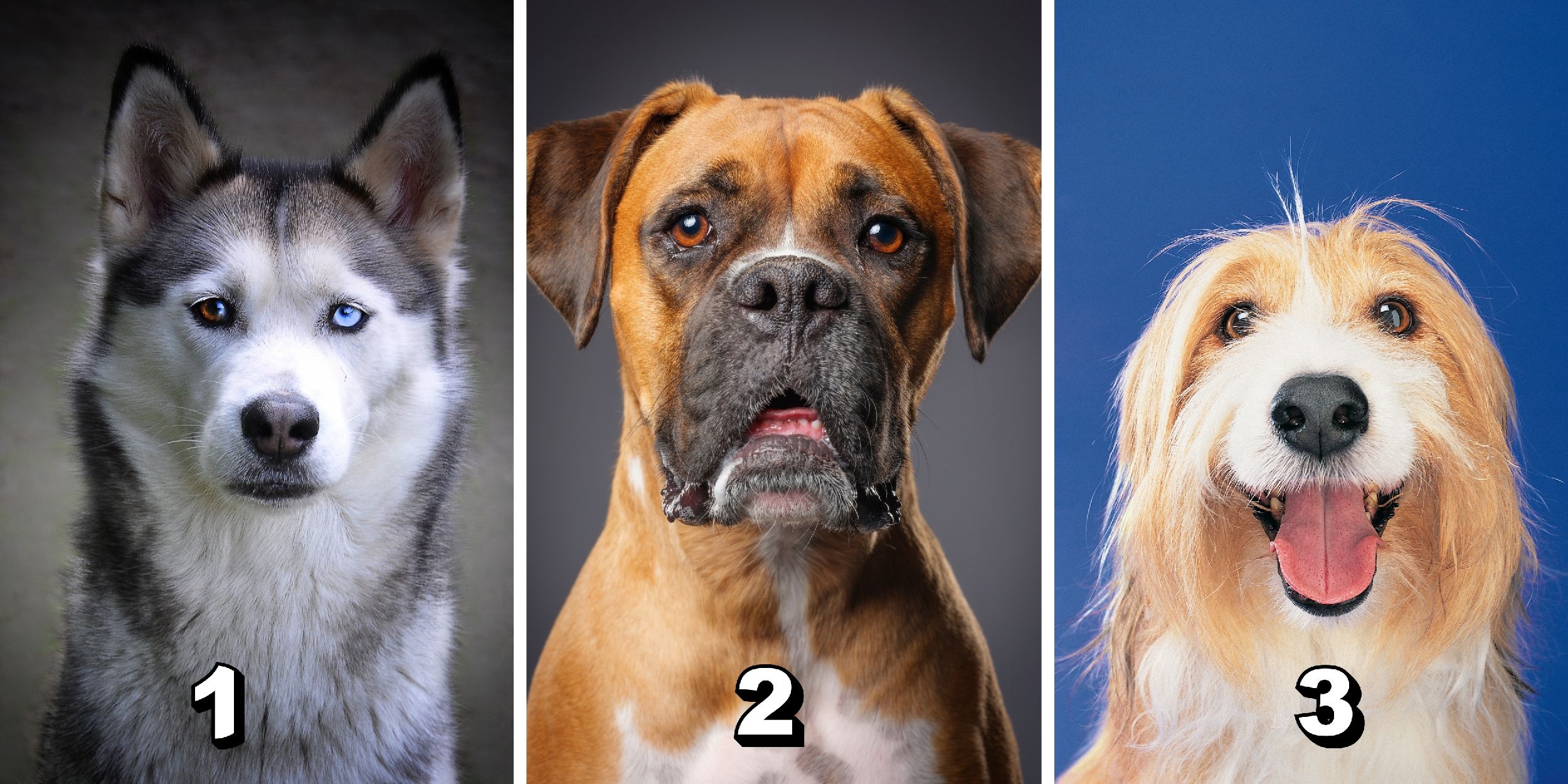 Test de personnalité : Quel chien êtes-vous en conversation ? Choisissez parmi ces 3 toutous et révélez votre style de communication unique !