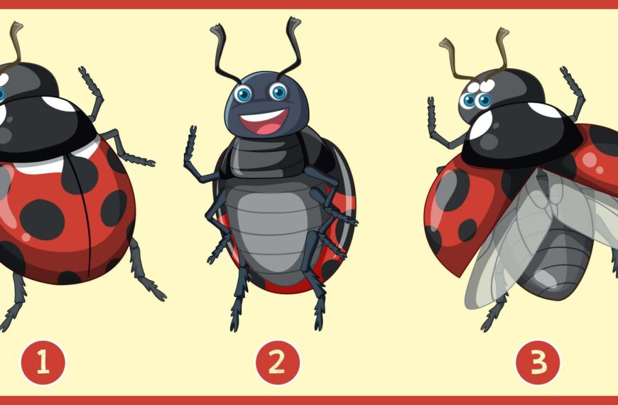 Test de personnalité : Quelle coccinelle vous attire le plus ? Révélez l'harmonie entre votre carrière et votre vie intime !
