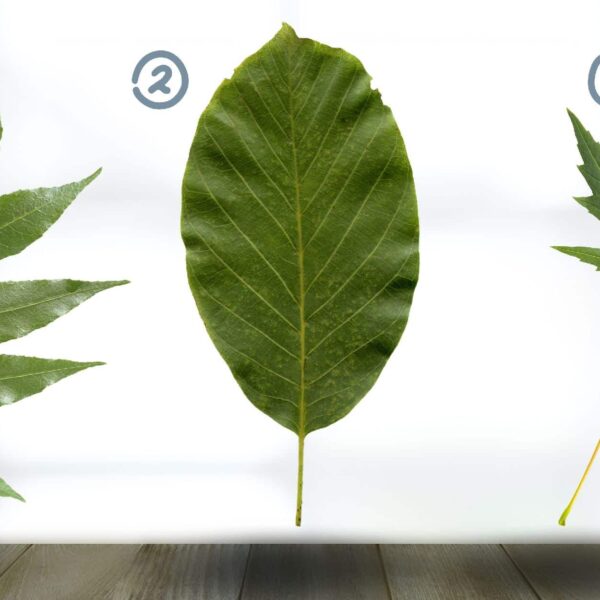Test de personnalité : Quelle feuille vous attire le plus ? Découvrez les secrets de votre lien aux traditions familiales en choisissant parmi ces 3 feuilles !