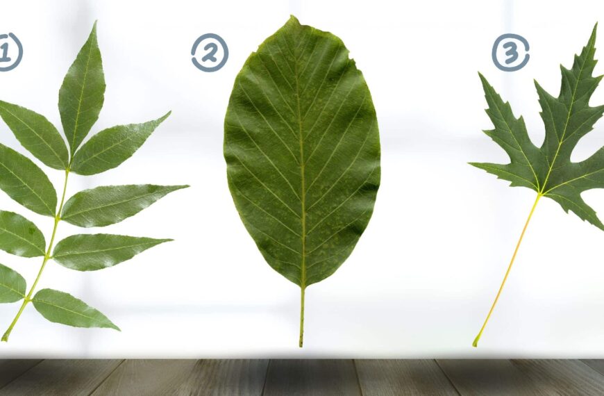 Test de personnalité : Quelle feuille vous attire le plus ? Découvrez les secrets de votre lien aux traditions familiales en choisissant parmi ces 3 feuilles !