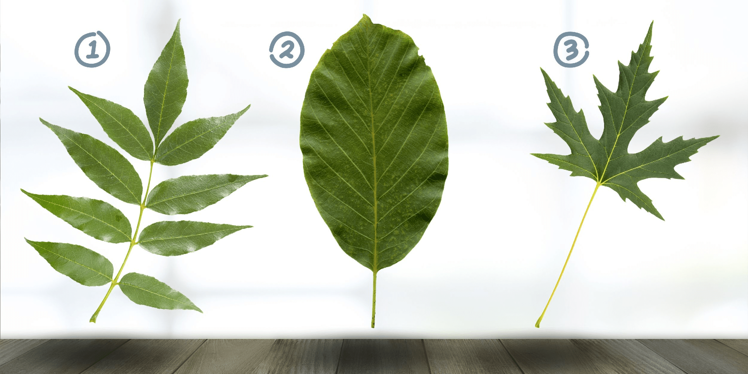 Personality test: Which leaf attracts you most? Discover the secrets of your connection to family traditions by choosing from these 3 leaves!