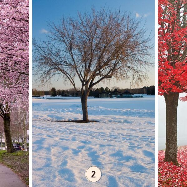 Test de personnalité : Quel arbre rose vous attire le plus ? Faites votre choix parmi ces 3 arbres et découvrez les secrets de votre gestion de la solitude !