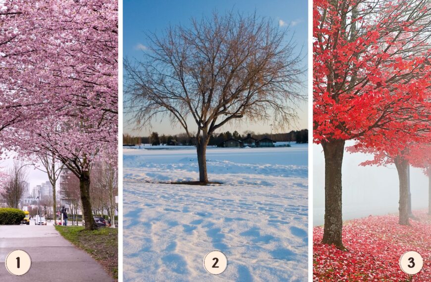 Test de personnalité : Quel arbre rose vous attire le plus ? Faites votre choix parmi ces 3 arbres et découvrez les secrets de votre gestion de la solitude !