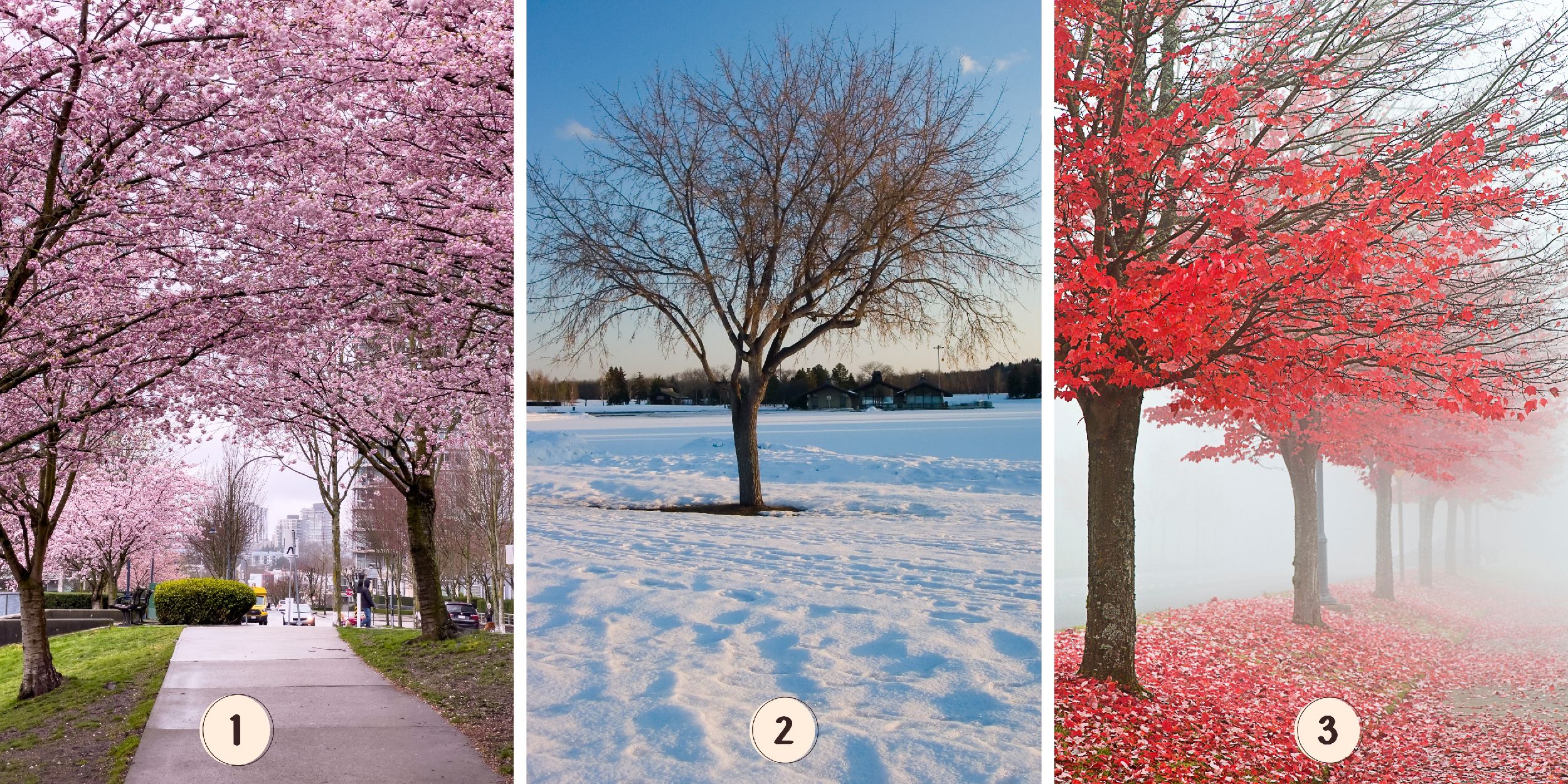 Test de personnalité : Quel arbre rose vous attire le plus ? Faites votre choix parmi ces 3 arbres et découvrez les secrets de votre gestion de la solitude !