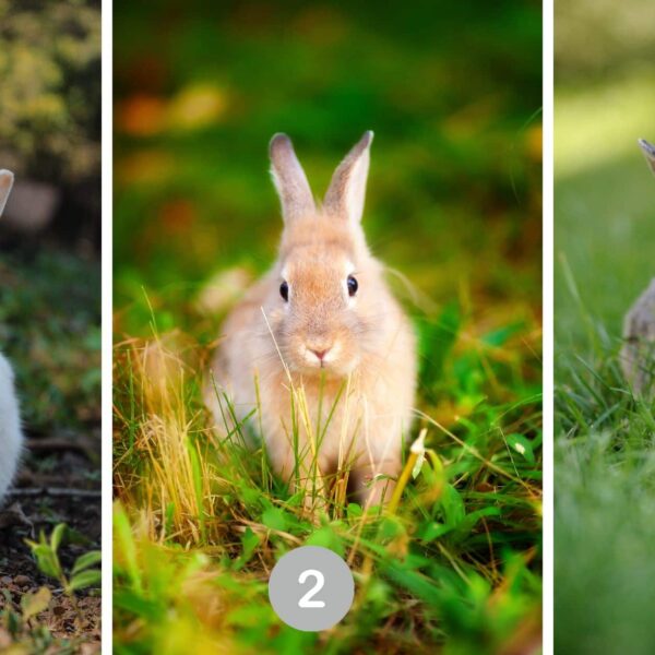 Test de personnalité : Quel lapin êtes-vous ? Découvrez les secrets de votre âme en choisissant parmi ces 3 adorables boules de poils !