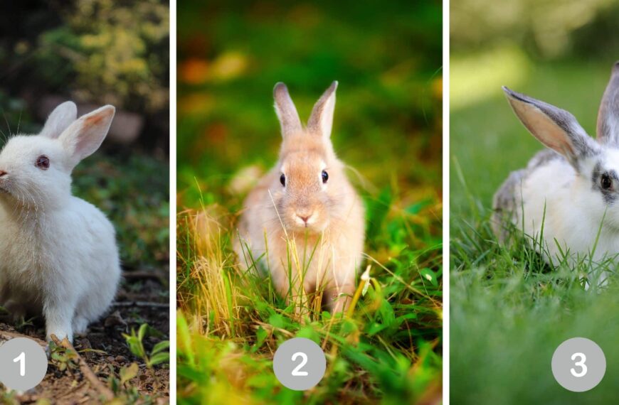 Test de personnalité : Quel lapin êtes-vous ? Découvrez les secrets de votre âme en choisissant parmi ces 3 adorables boules de poils !
