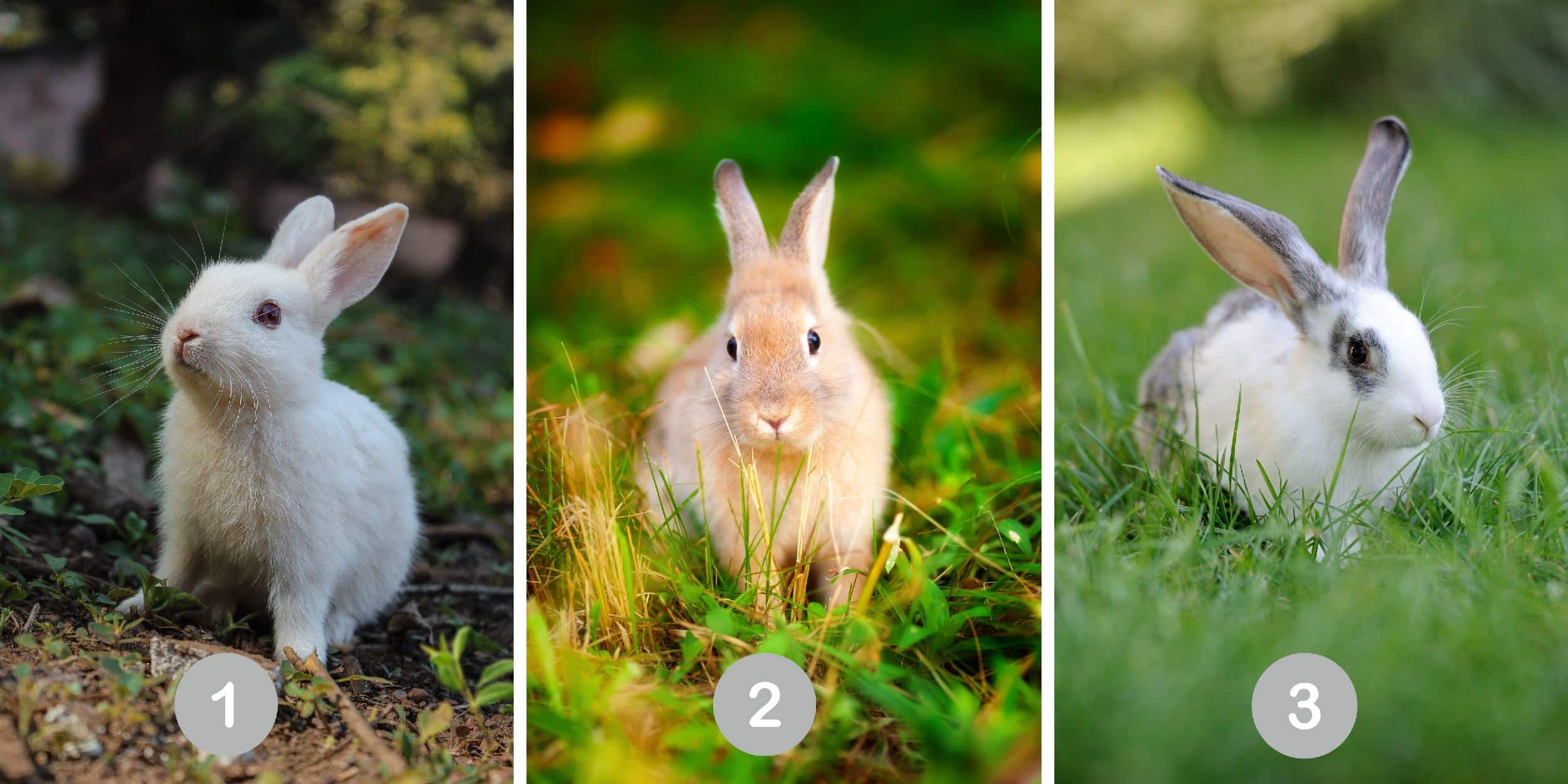 Test de personnalité : Quel lapin êtes-vous ? Découvrez les secrets de votre âme en choisissant parmi ces 3 adorables boules de poils !