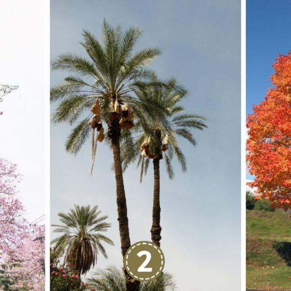 Test de personnalité : Quel arbre êtes-vous ? Découvrez si vous rayonnez de charisme, d'humilité ou d'acuité analytique en choisissant votre arbre préféré !