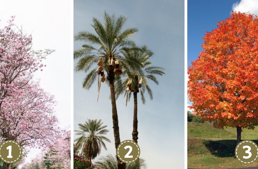 Test de personnalité : Quel arbre êtes-vous ? Découvrez si vous rayonnez de charisme, d'humilité ou d'acuité analytique en choisissant votre arbre préféré !