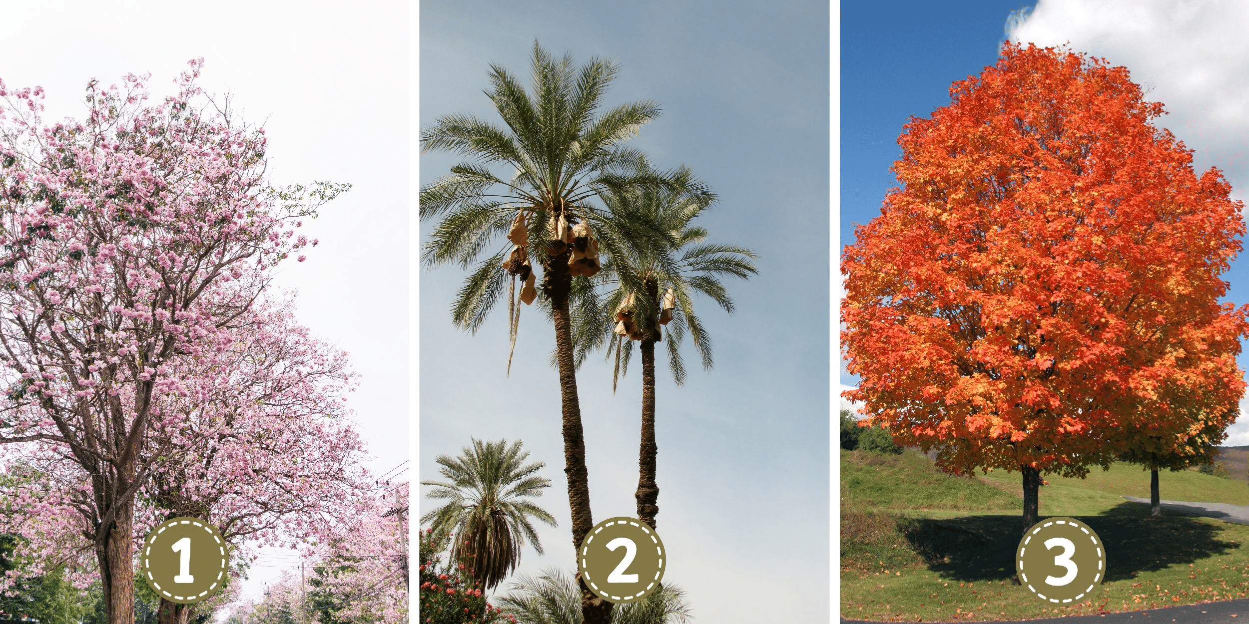 Personality test: Which tree are you? Find out if you radiate charisma, humility or analytical acuity by choosing your favorite tree!