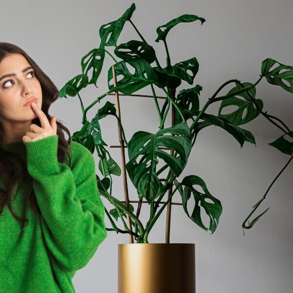 Pourquoi votre Monstera ne fait pas de trous dans ses feuilles ? La solution va vous étonner