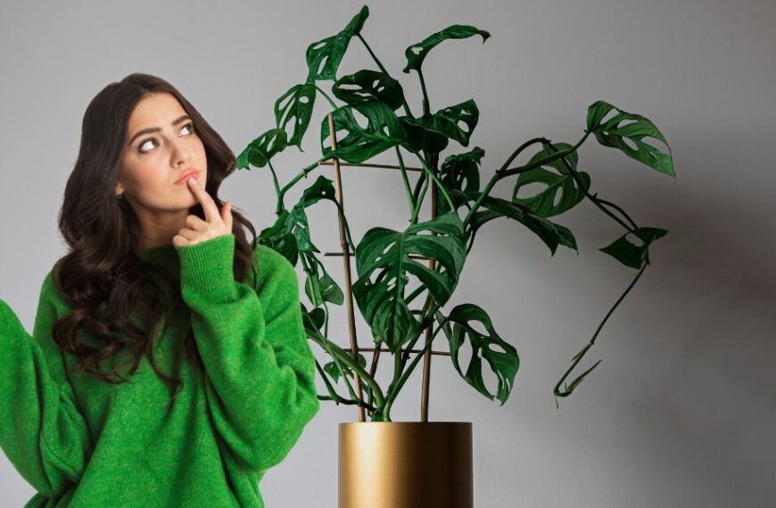 Pourquoi votre Monstera ne fait pas de trous dans ses feuilles ? La solution va vous étonner