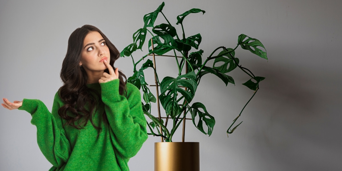 Pourquoi votre Monstera ne fait pas de trous dans ses feuilles ? La solution va vous étonner