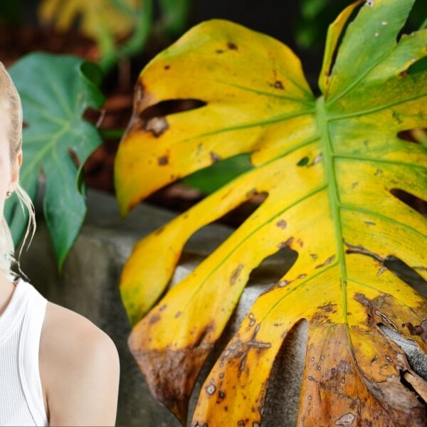Monstera jaunie ? Découvrez la méthode naturelle pour un feuillage resplendissant en une semaine