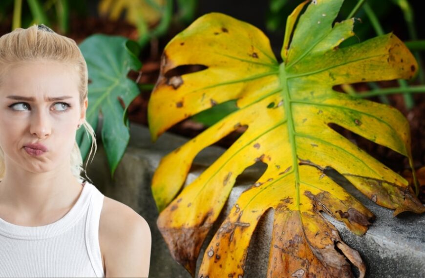 Monstera jaunie ? Découvrez la méthode naturelle pour un feuillage resplendissant en une semaine