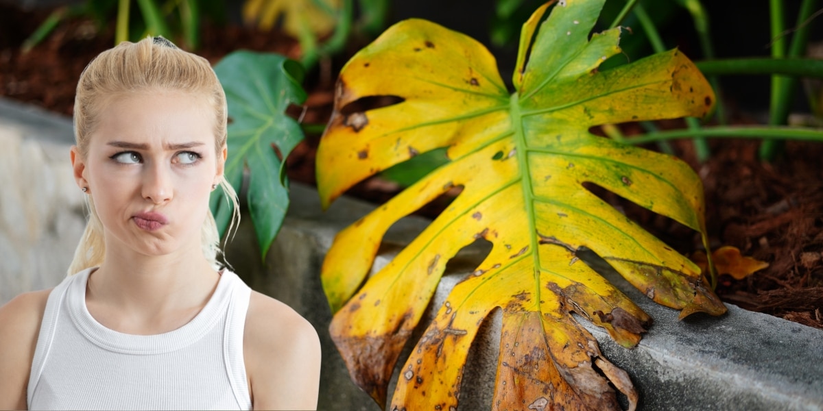 Monstera jaunie ? Découvrez la méthode naturelle pour un feuillage resplendissant en une semaine