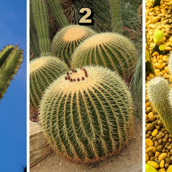 Test de personnalité : Le secret de votre âme dévoilé par un cactus ! Choisissez parmi ces 3 cactus et révélez des traits cachés de votre caractère.