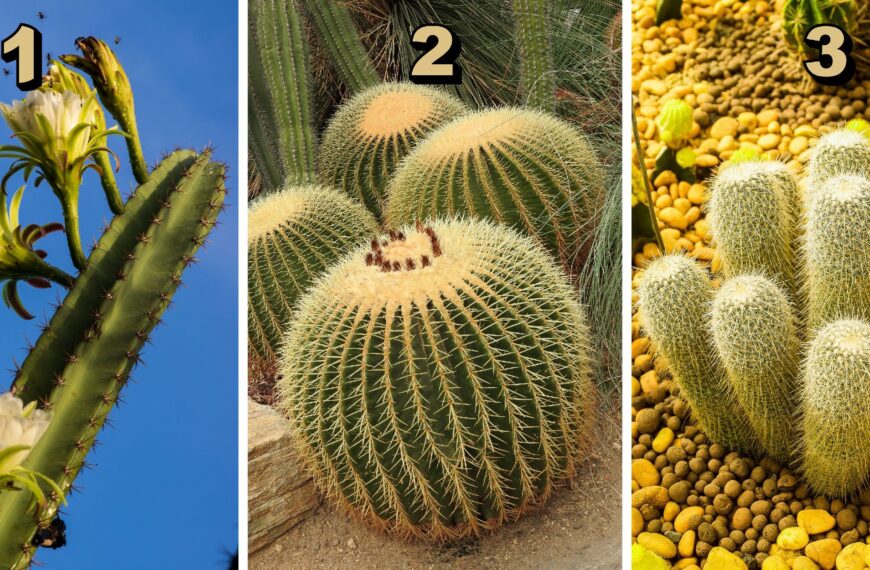 Test de personnalité : Le secret de votre âme dévoilé par un cactus ! Choisissez parmi ces 3 cactus et révélez des traits cachés de votre caractère.