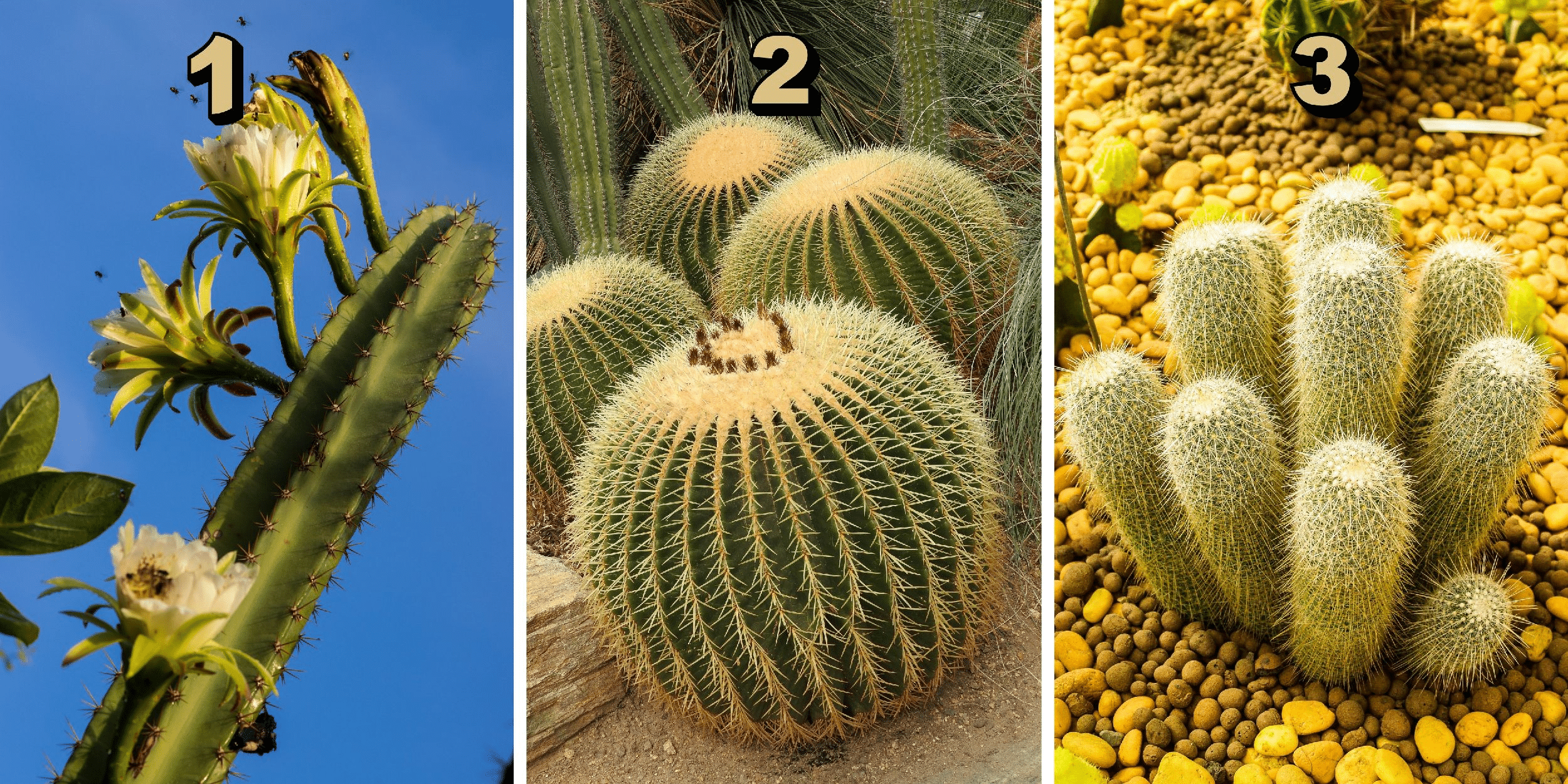 Personality test: The secret of your soul revealed by a cactus! Choose from these 3 cacti and reveal hidden traits of your character.