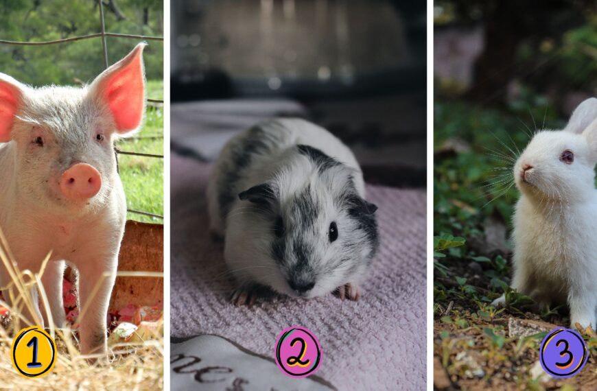 Test de personnalité : Quel est votre animal intérieur ? Choisissez parmi les 3 animaux pour révéler si vous êtes audacieux, prudent ou débrouillard !