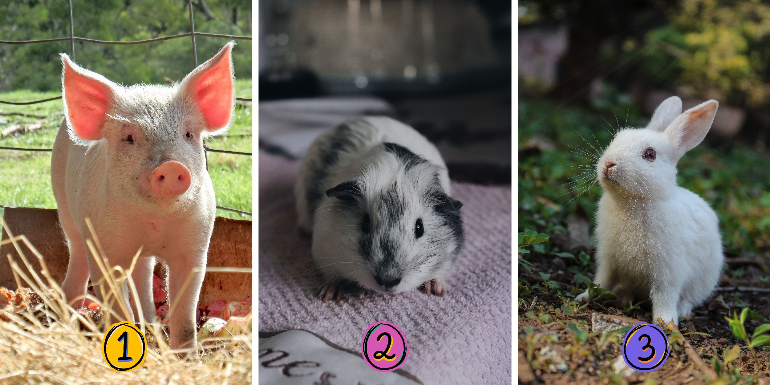 Test de personnalité : Quel est votre animal intérieur ? Choisissez parmi les 3 animaux pour révéler si vous êtes audacieux, prudent ou débrouillard !