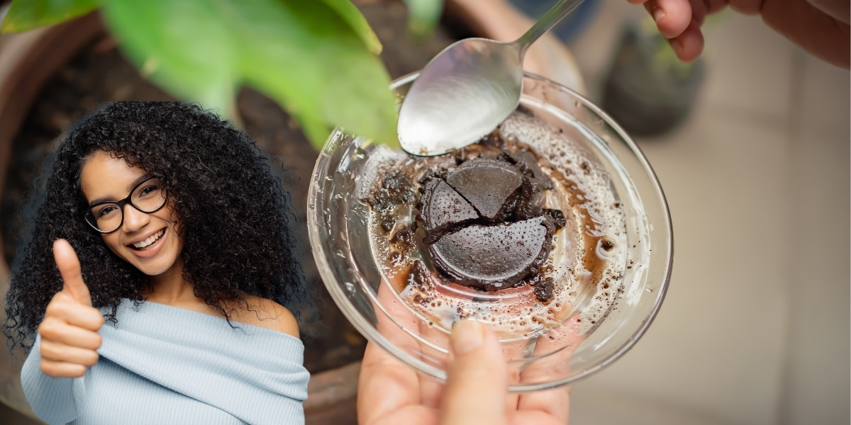 Utilisation astucieuse du marc de café pour des plantes plus vigoureuses - Découvrez comment !